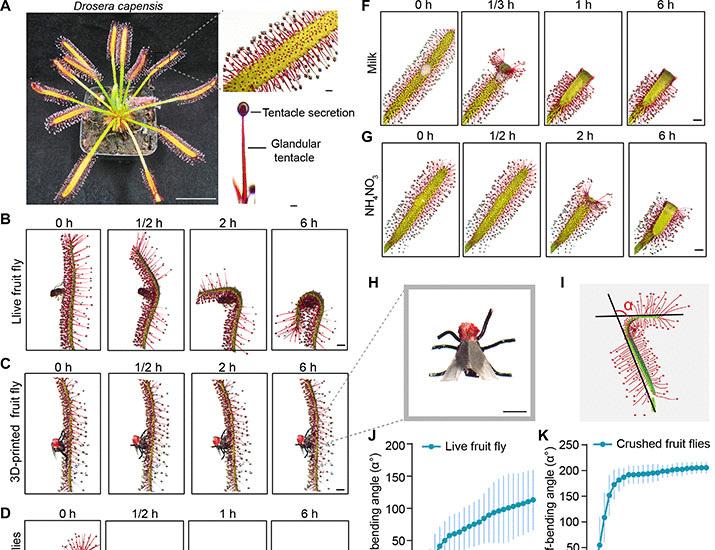 文章配图： 谷胱甘肽诱导捕蝇陷阱闭合以进行食虫作用 | Science Advances