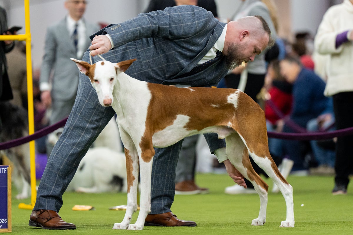 Image for the article: 7 dogs competing for Westminster's show big prize Tuesday night