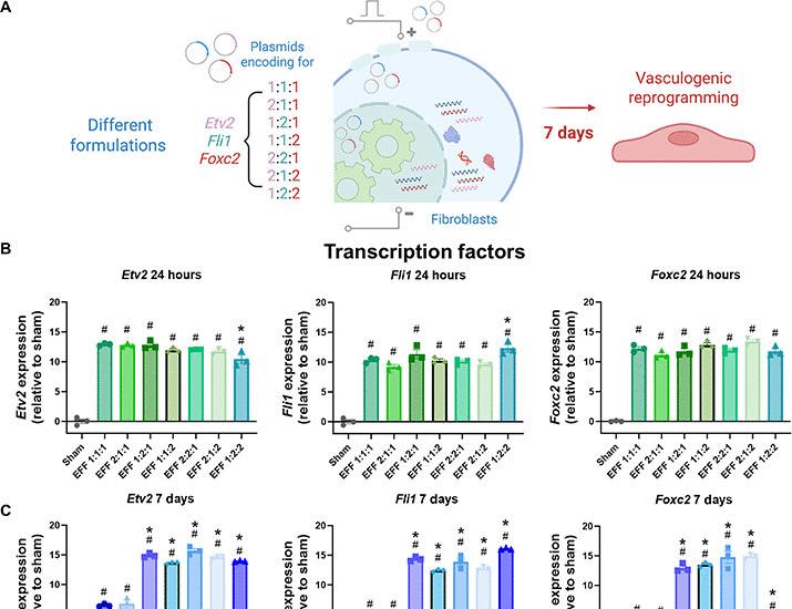 기사 이미지: 혈관 생성 조직 나노전송 기술, 말초 신경 손상 후 기능 회복 가속화 | Science Advances
