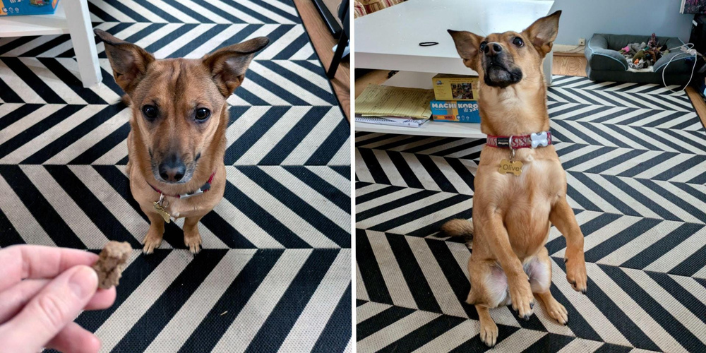 기사 이미지: 최고의 개 훈련 앱, 테스트와 리뷰