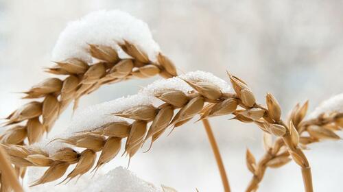 Image for the article: The Christmas Gift That Climate Grinches Can't Abide