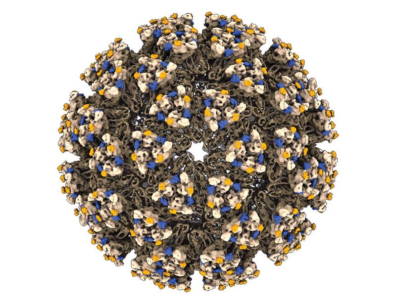 Image for the article: Design of a neutralizing and protective pan–encephalitic alphavirus receptor decoy protein | Science Translational Medicine