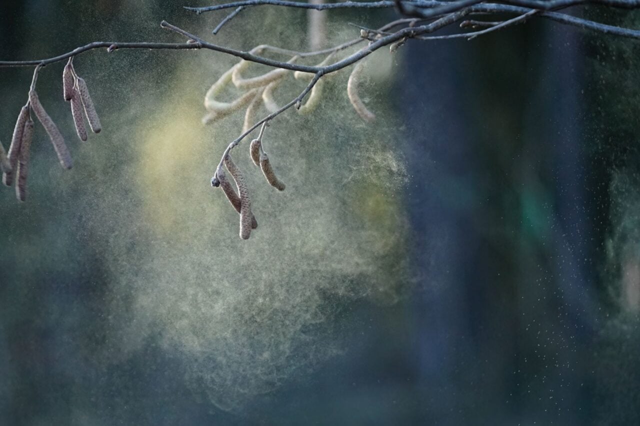 Изображение к статье: Пыльца может портить результаты тестов детей