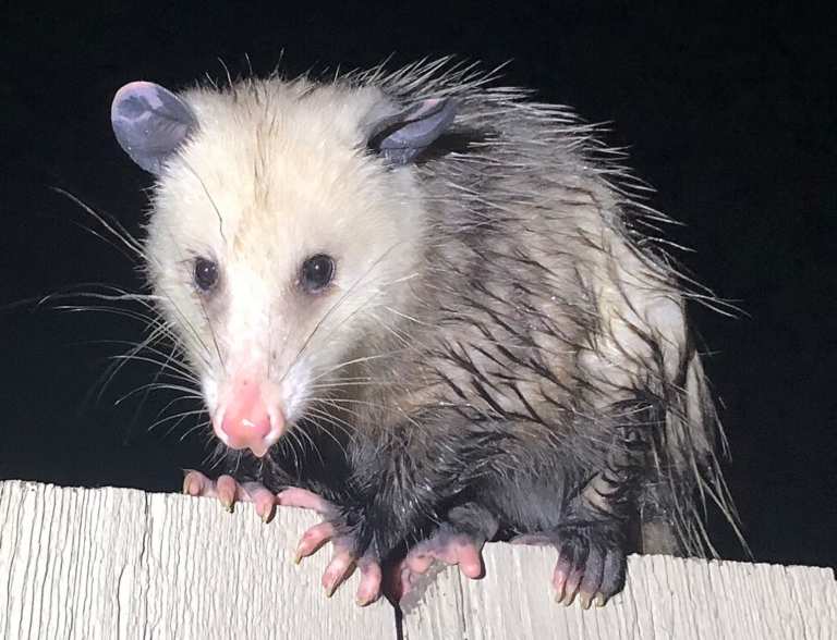 기사 이미지: 눈이 먼 구조 오포섬, 20마리 이상의 고아들의 대리모가 되다