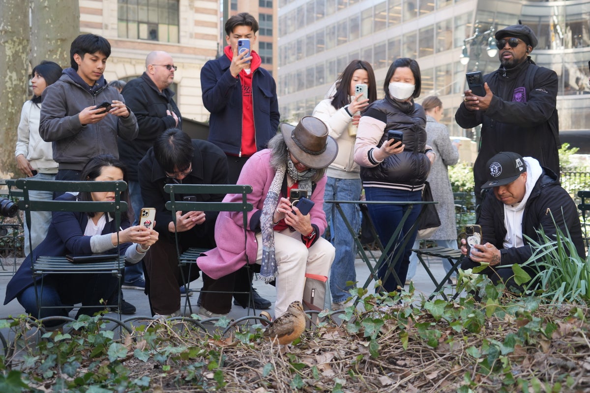 Image for the article: New Yorkers flock to Manhattan park for lovable woodcocks' bobbing strut