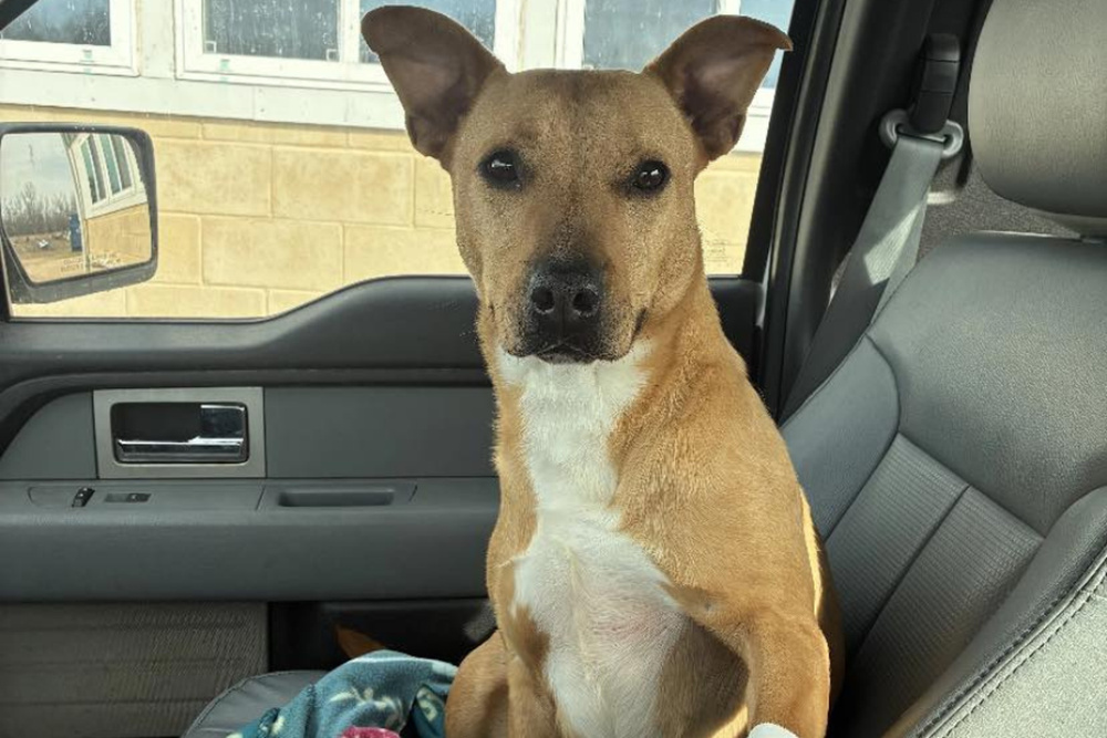 Изображение к статье: Любимая собака из приюта Теннесси Скрэппи наконец обрела свой дом навсегда после 803 дней.