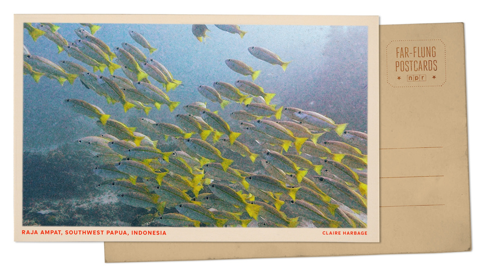 Image for the article: Greetings from Southwest Papua, which has some of the world's richest marine biodiversity