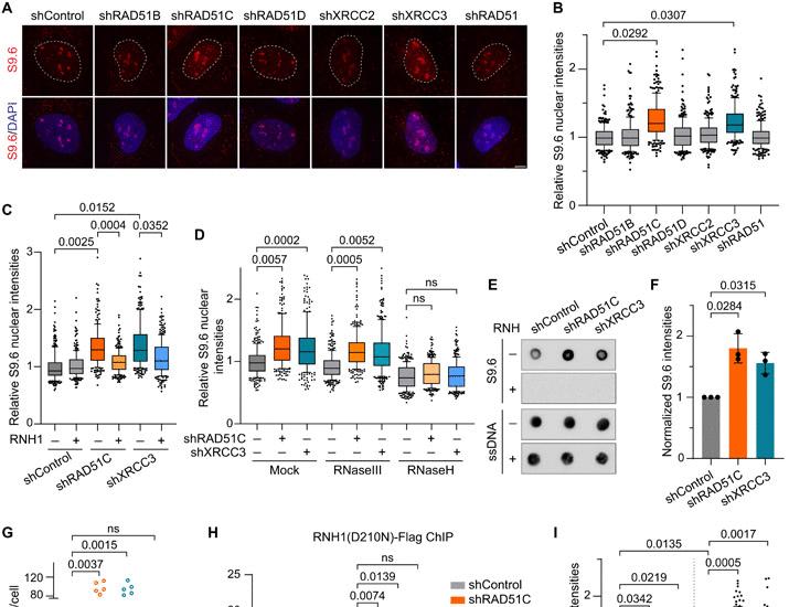 Image for the article: RAD51C-XRCC3 complex regulates FANCM-mediated R-loop resolution to safeguard genome integrity | Science Advances