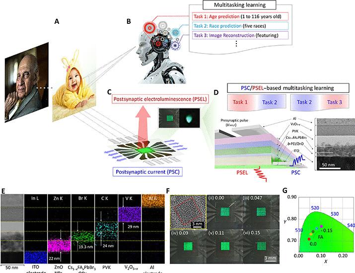 Image for the article: Electroluminescent perovskite QD–based neural networks for energy-efficient and accelerate multitasking learning | Science Advances
