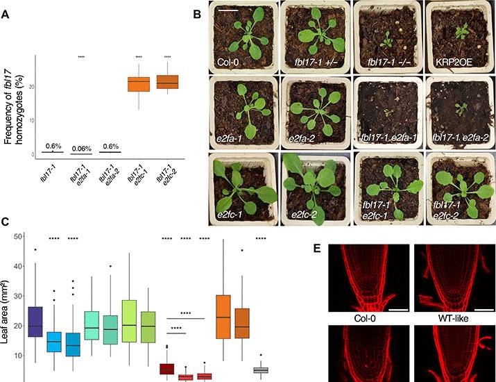 기사 이미지: F-box 단백질 FBL17에 의한 RBR1-E2F/DP 전사 조절 모듈의 조율 | Science Advances