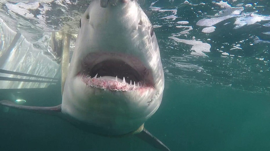 Image for the article: Up close and scary: Juvenile great white shark emerges off coast after winter migration