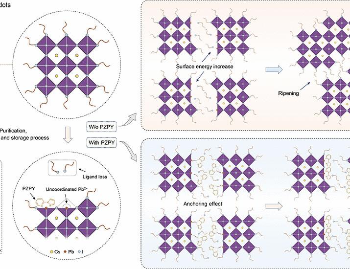 Image for the article: Molecule-induced ripening control in perovskite quantum dots for efficient and stable light-emitting diodes | Science Advances