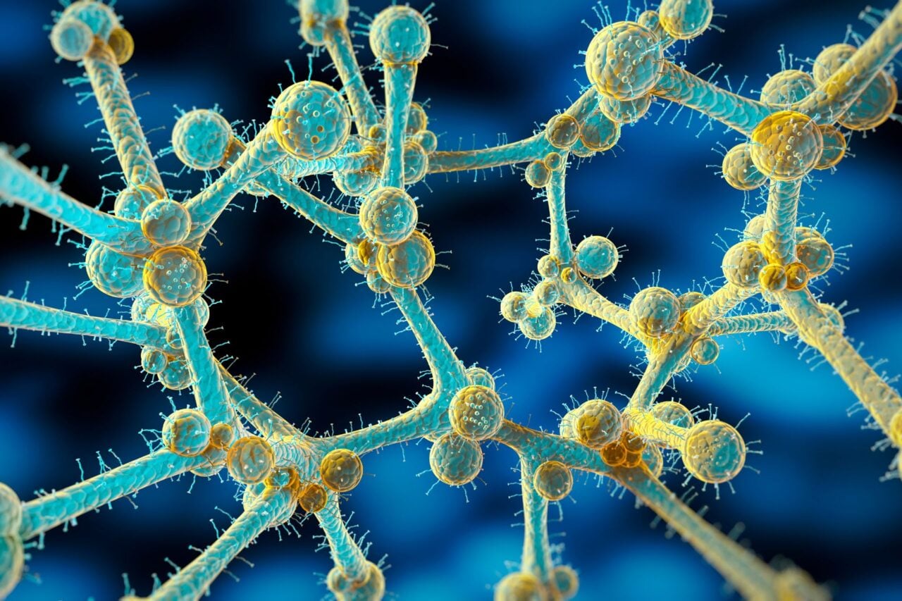 Image for the article: A Deadly, Drug-Resistant Fungus Threatens People Around the World, Scientists Warn